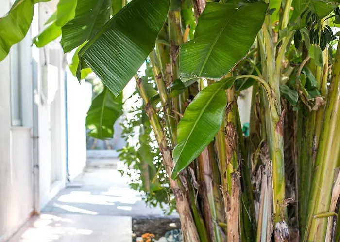 Casaverde דירה *